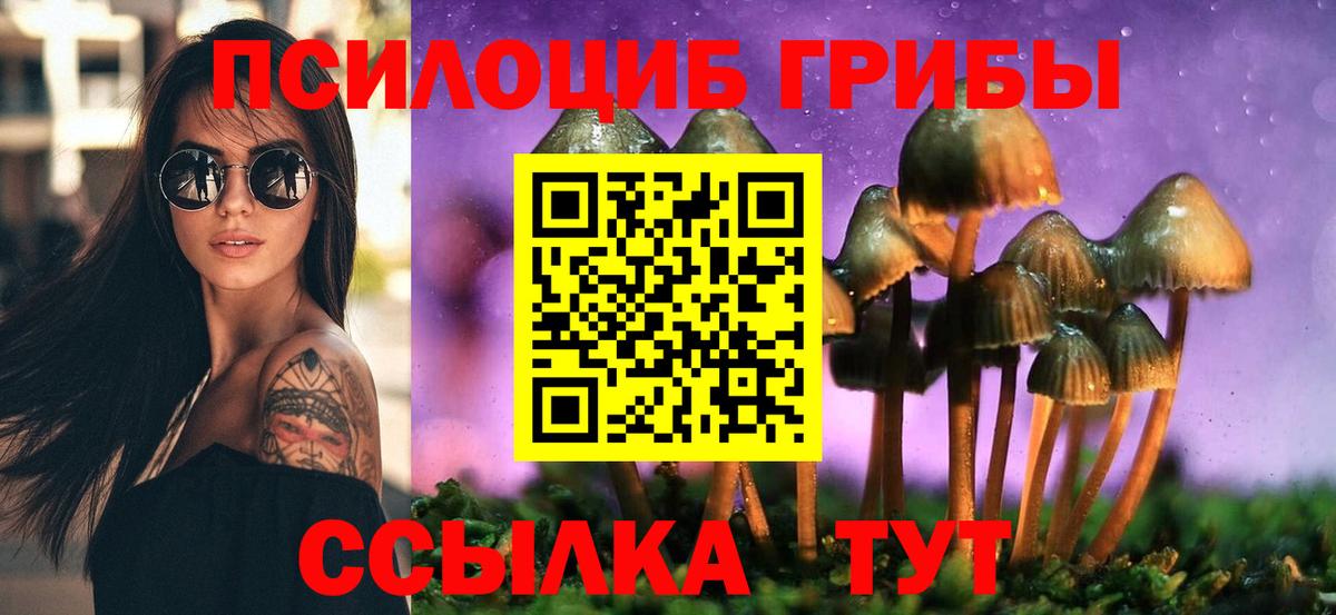 Псилоцибиновые грибы Psilocybe Саяногорск